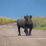 Tanzania wildlife Ngorongoro neushoorn AZ (5).jpg - Jambo Safari Club
